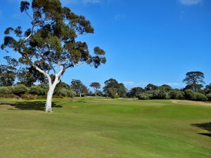 Kingston Heath 12th Tree